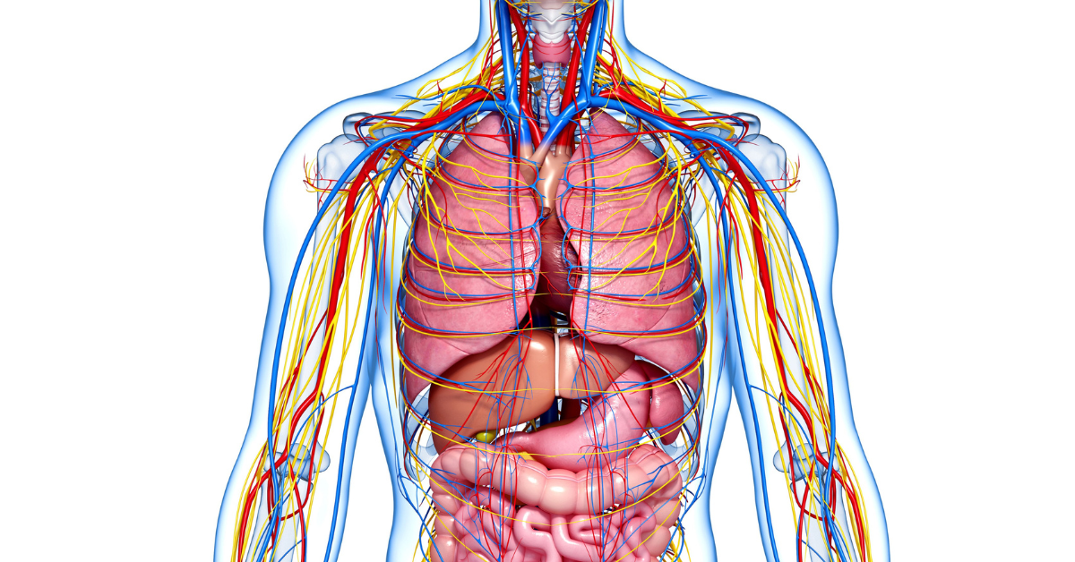 Viagra 100mg Effekt: Vad Som Verkligen Sker I Kroppen
